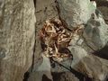 Highslide JS